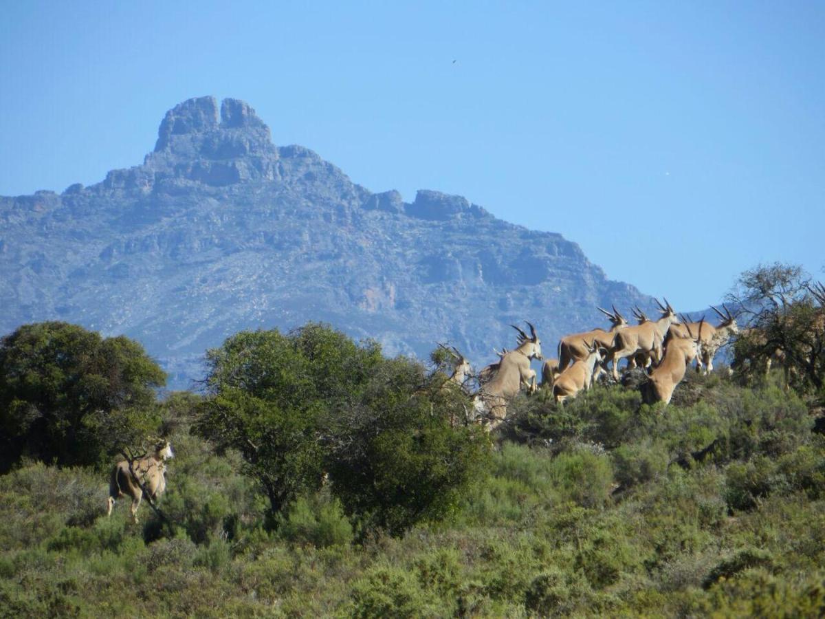 Rooiberg Wild Private Game Reserve Ladismith Exterior photo