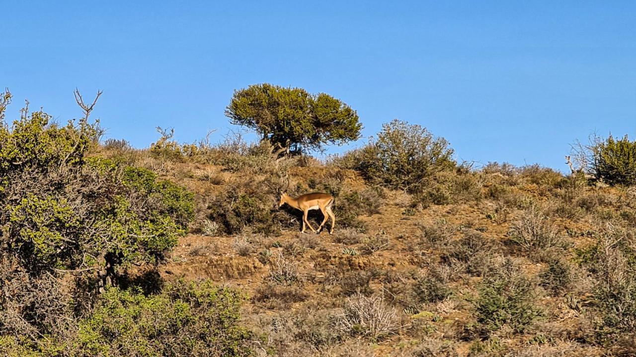 Rooiberg Wild Private Game Reserve Ladismith Exterior photo
