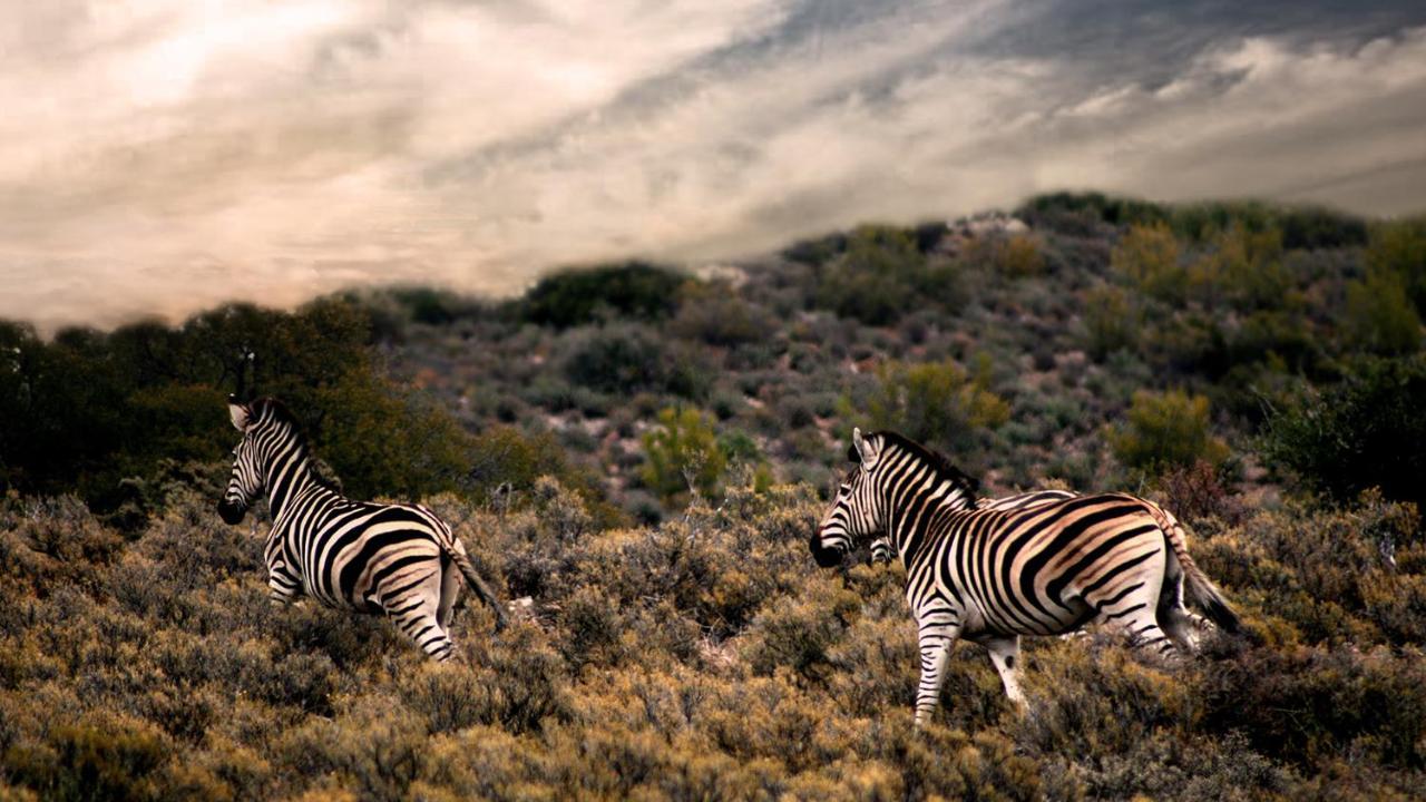 Rooiberg Wild Private Game Reserve Ladismith Exterior photo